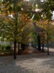 allee_small.jpg